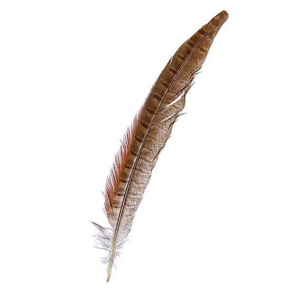 Räucherfeder Wildfasan Schwanzfeder ca. 27cm lang Räucherfeder Wildfasan Schwanzfeder ca. 27cm lang