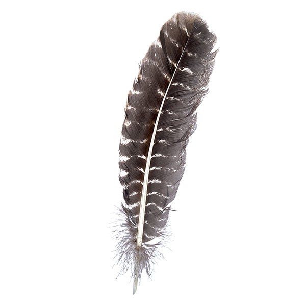 Räucherfeder Putenkiel getigert ca. 30cm lang Räucherfeder Putenkiel getigert ca. 30cm lang